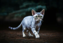 długości życia, długie życie Devon Rex, życie Devon Rex, ile żyją Devon Rex,
