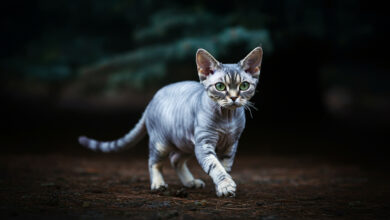 długości życia, długie życie Devon Rex, życie Devon Rex, ile żyją Devon Rex,