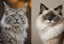 Maine Coon, Maine Coon Czy Ragdoll, Maine Coon i Ragdoll, kota Ragdoll