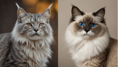 Maine Coon, Maine Coon Czy Ragdoll, Maine Coon i Ragdoll, kota Ragdoll