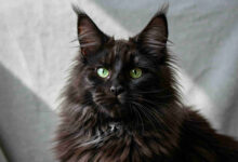 Maine Coon dla rodzin, Maine Coon,
