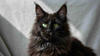 Maine Coon dla rodzin, Maine Coon,