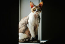karma dla kota, karmy dla kota, karmy dla Devon Rex, Karma Dla Devon Rex,