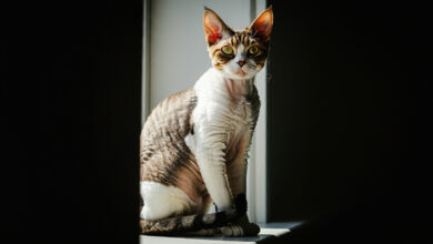 karma dla kota, karmy dla kota, karmy dla Devon Rex, Karma Dla Devon Rex,