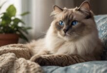 życie Ragdolla, życie Ragdoll,