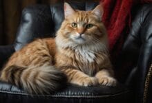 Maine Coon