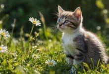 kota, Jak wprowadzić kota do domu z wieloma zwierzętami?, Koty, kot