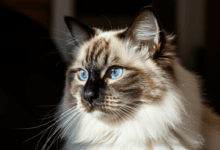 Umaszczenie Ragdoll, sierści Ragdoll, Kolor sierści Ragdoll
