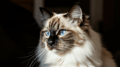 Umaszczenie Ragdoll, sierści Ragdoll, Kolor sierści Ragdoll