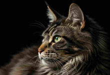 ile waży Maine Coon, Maine Coon,