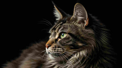 ile waży Maine Coon, Maine Coon,