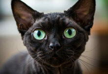 Czarny Devon Rex, A black Devon Rex, Devon Rex,