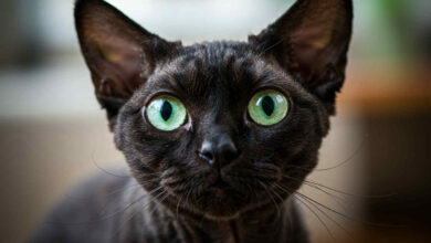 Czarny Devon Rex, A black Devon Rex, Devon Rex,