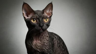 Czarny Devon Rex, Devon Rex Czarny