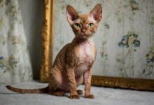 Devon rex sierść
