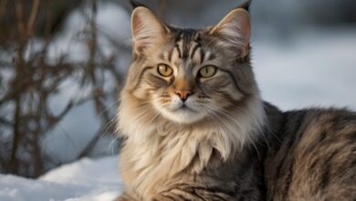Maine Coon Długość Życia