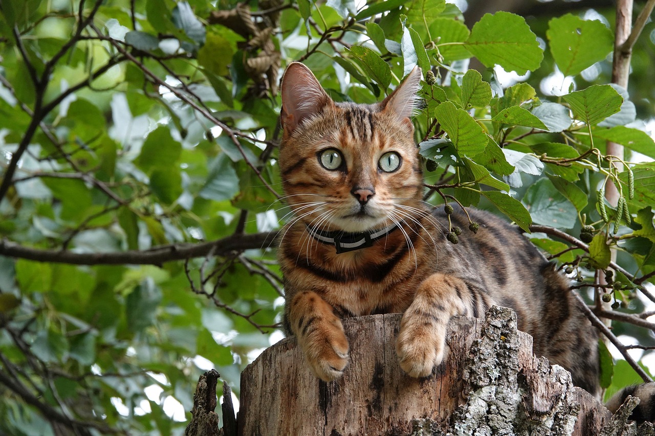 kot bengalski charakter