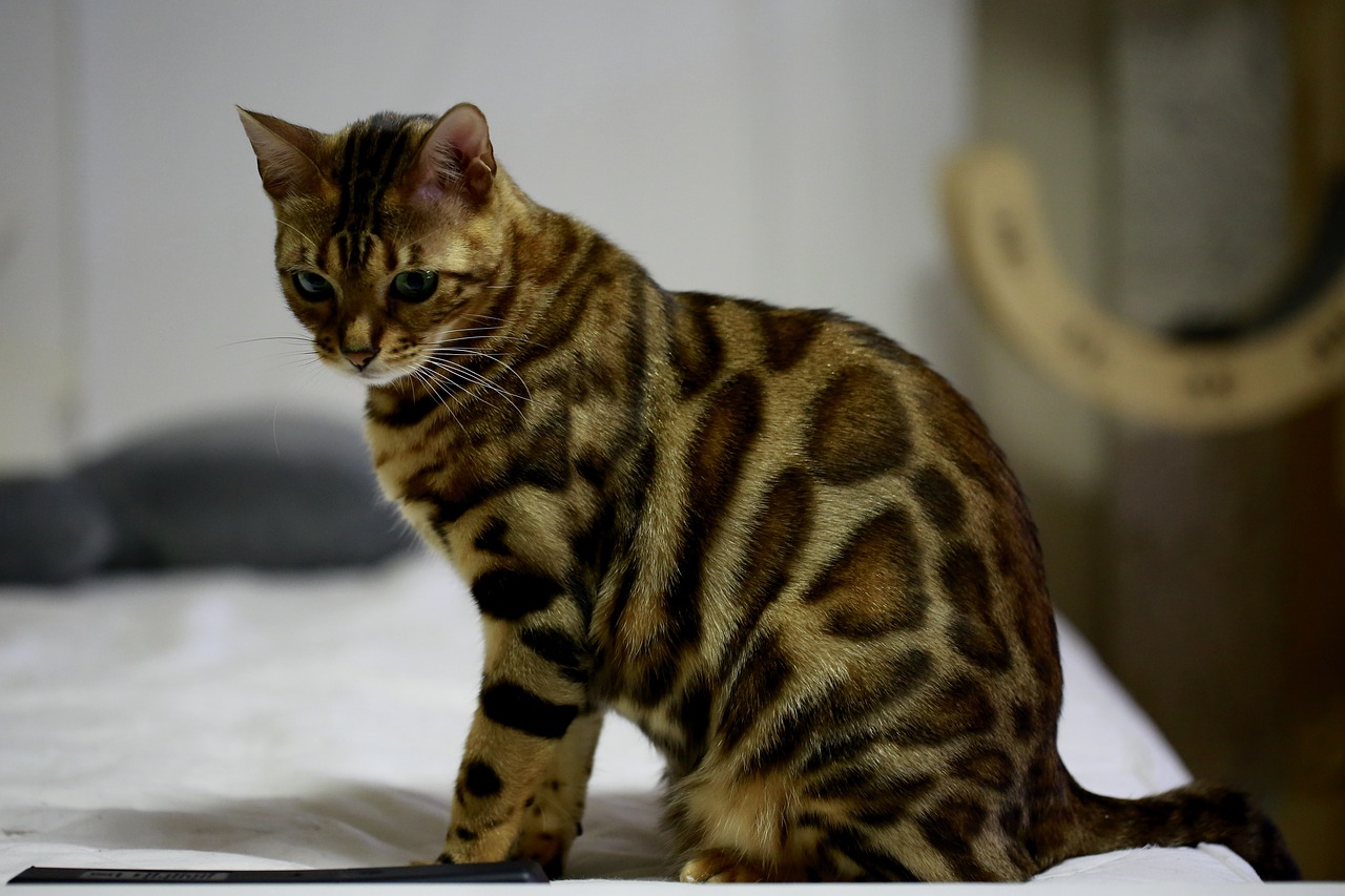 kot bengalski charakter