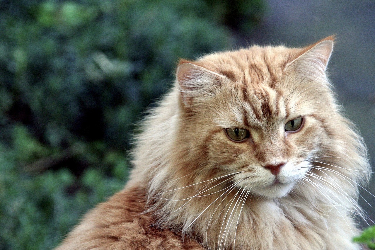 Maine Coon Długość Życia
