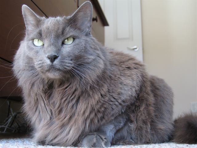 kot Nebelung