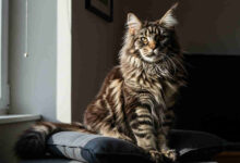 koty maine coon cena, kot maine coon cena, maine coon cena z rodowodem, maine coon hodowla cena, ile kosztuje maine coon, maine coon ile kosztuje, maine coon kot cena, ile kosztuje kot maine coon