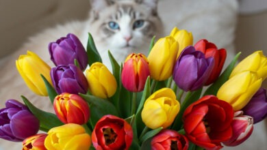 Tulipany są szkodliwe dla kota, Tulipany, tulip ,
