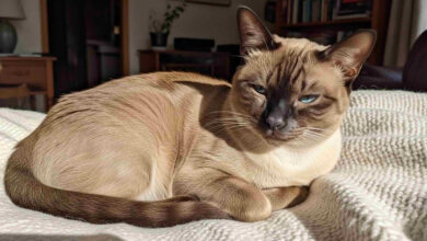 Tonkinese cat, Kot Tonkijski, Tonkijski, Tonkinese,